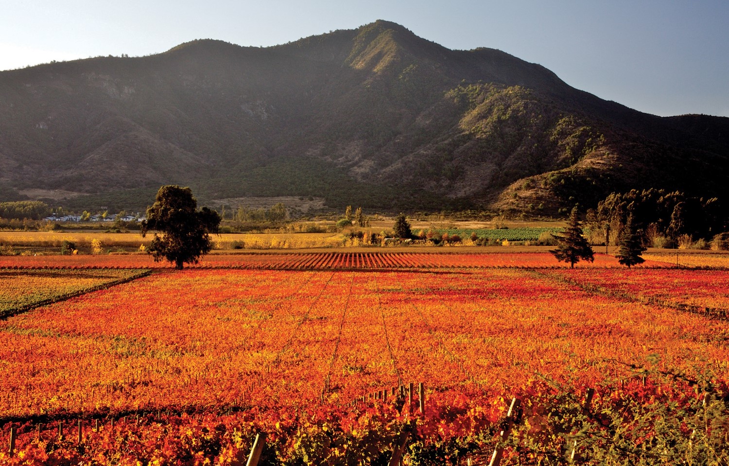 Chile’s signature Carménère (Concha y Toro’s Peumo vineyard pictured) performs well in blends, but international varieties like Cabernet and Chardonnay dominate volume.