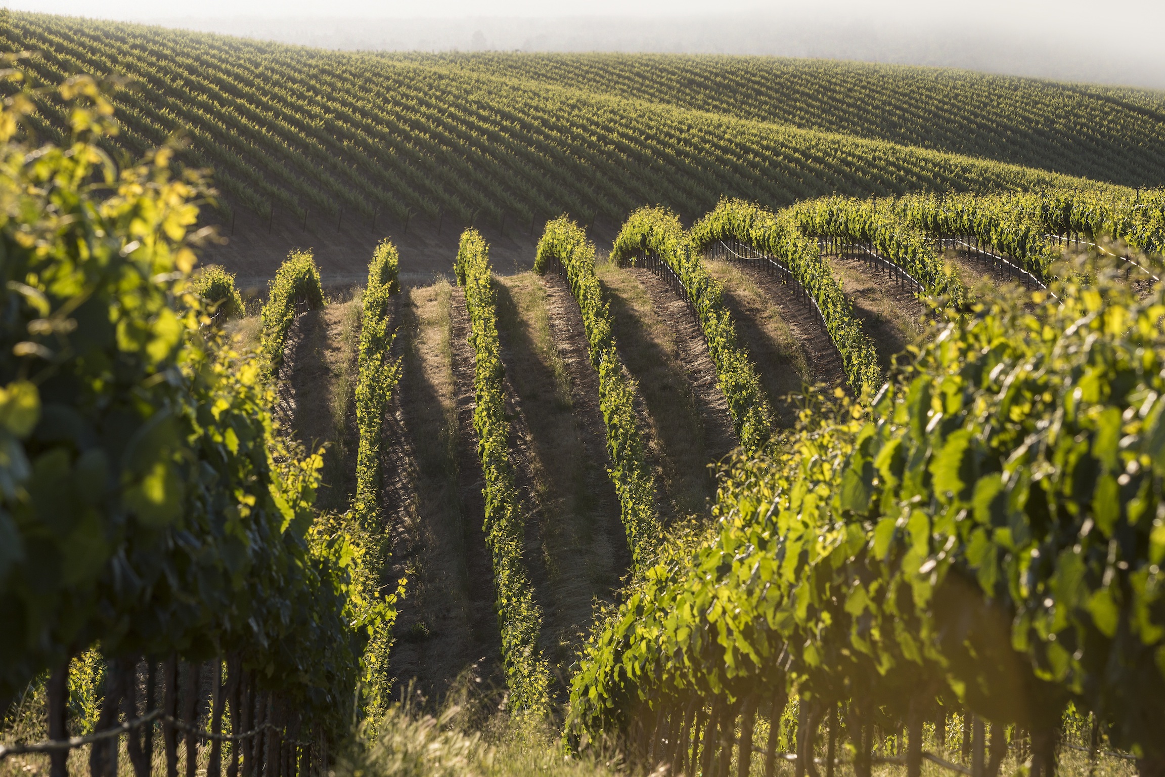 Wente Vineyards uses estate-grown grapes from Livermore Valley and Arroyo Seco for its flagship 500,000-case brand, which is expected to grow up to 12 percent in 2015.