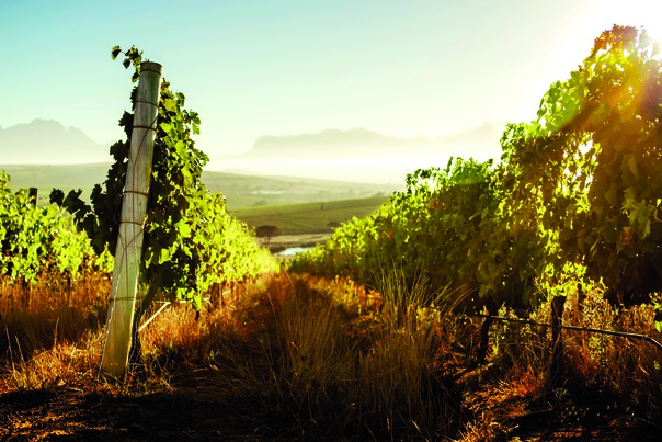 Improved wine quality and grape-growing techniques have bolstered the rosé category. South Africa’s Mulderbosch Vineyards (pictured) produces its Cabernet Sauvignon rosé from fruit grown specifically for making pink wine, a rising trend among top quality producers.