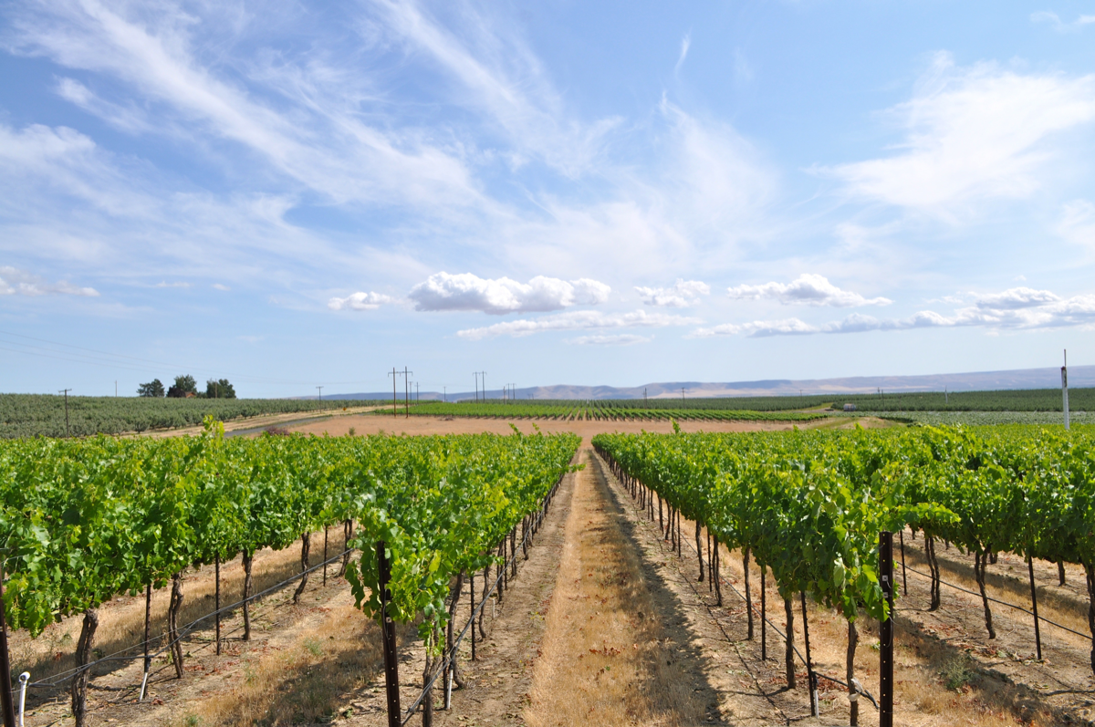 Although Washington wine has grown explosively since the 1970s, the state still offers hundreds of thousands of plantable acres. Wineries like Betz Family Winery in Redmond (vineyards pictured) aim to wed winemaking techniques to the state’s marginal climate.