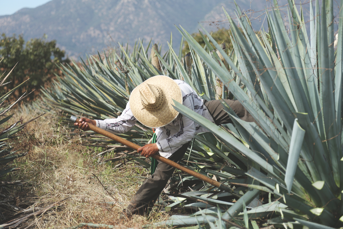 A jimador hand-harvests agave for El Mayor Tequila.