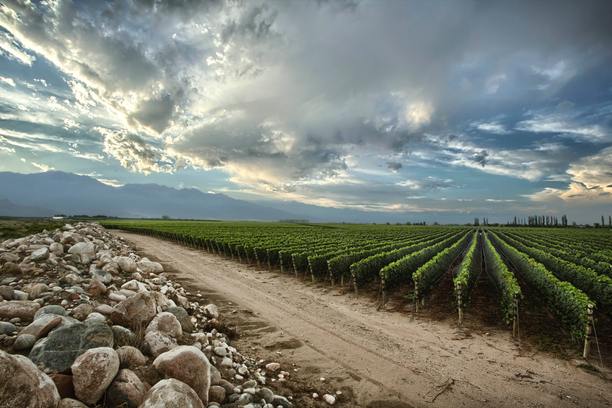 Acclaimed for its Malbec, Argentina also offers Cabernet Sauvignon, Chardonnay and Torrontés (Zuccardi’s vineyards pictured).