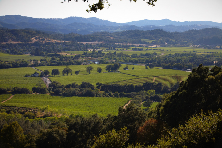 Rodney Strong Vineyards owns 14 estate vineyards in Sonoma County, including the Rockaway vineyard (pictured) in Alexander Valley.