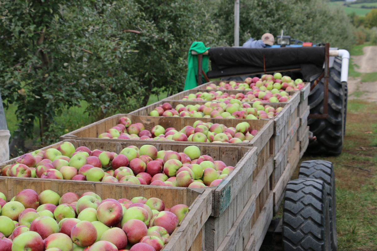 Vermont Hard Cider Co.'s Woodchuck label (apples pictured) has been pressured by both craft players and major brands.