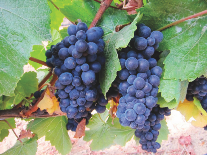 Grapes from Marimar Estate, Sonoma Valley. Some of California's best Pinot Noir comes from Sonoma.