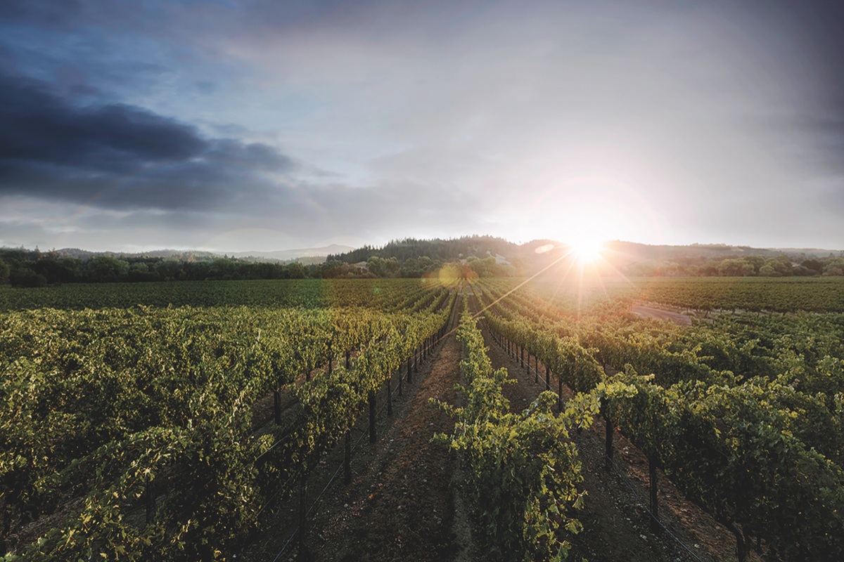 Sonoma Valley–based Kenwood Vineyards (Estate Vineyard pictured) is shifting focus to its smaller, premium lots like Six Ridges and its Single Vineyard range.