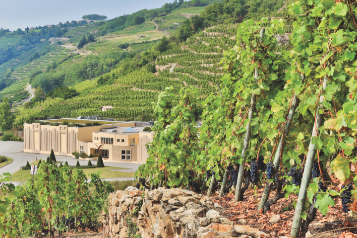 France's rosés are as diverse as the country's regions. Richer-hued labels come from the Loire and the Rhône (Vidal-Fleury's vine terraces and caves pictured).