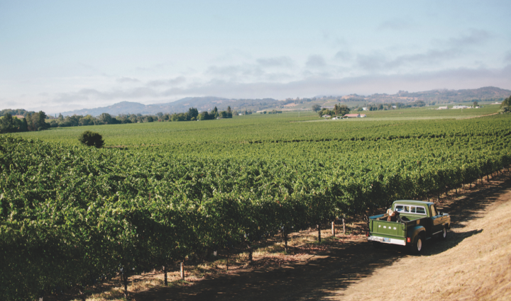 Though Chardonnay is king of California white wines, Sauvignon Blanc is increasingly popular throughout the state (Tom Gore vineyards pictured).