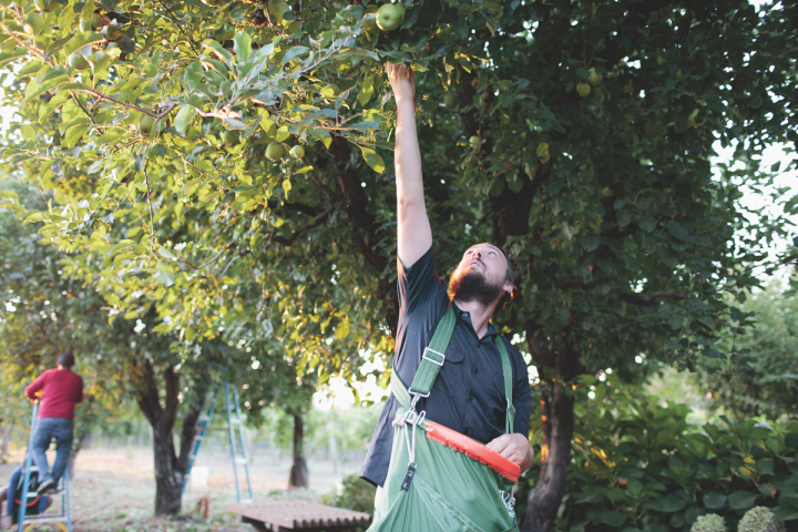 Sonoma Cider (orchard pictured) estimates that about 75% of its audience is millennials.