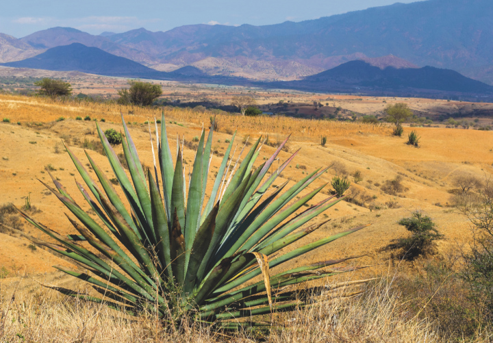 Wild maguey agave (pictured) is one variety used in limited-edition expressions within 3 Badge Beverage Corp.'s Bozal mezcal portfolio.