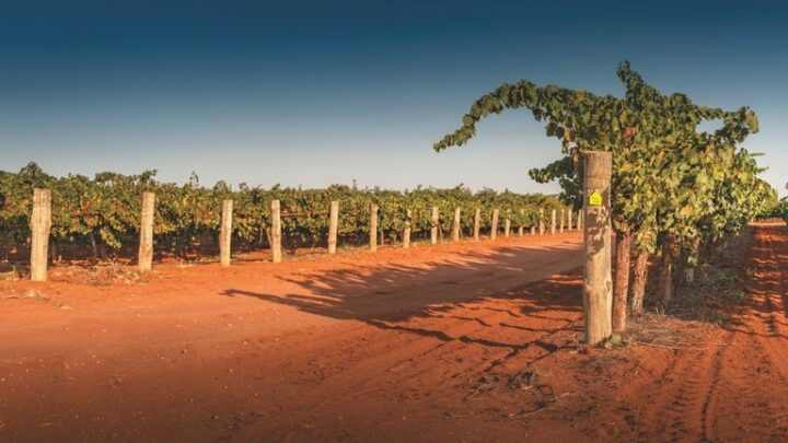 Australian wine (Ricca Terra vineyard pictured) has leveraged the e-commerce space to connect with U.S. consumers in the past year. On Wine.com, the segment has grown 140% in recent years.