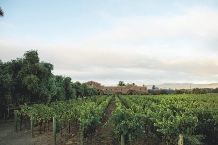 In 2004, Delicato Family Wines was focused on its branded goods, becoming the No.-5 wine supplier in the U.S. But the company kept accelerating, and the addition of Black Stallion Estate (vineyard pictured) in 2010 brought a premium element to the company’s portfolio.