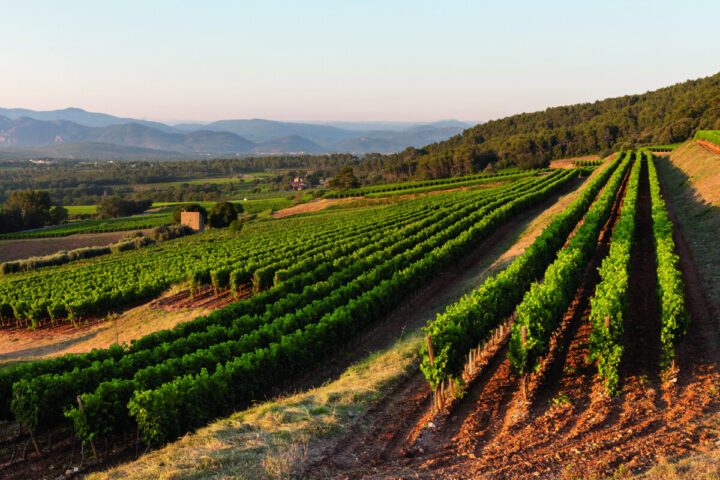 The rosé boom is ongoing, with growth mostly coming from super-premium and above labels, particularly from Provence. Leading overall label Whispering Angel, from Moët Hennessy’s Château d’Esclans (vineyards pictured), grew 1.1%. 