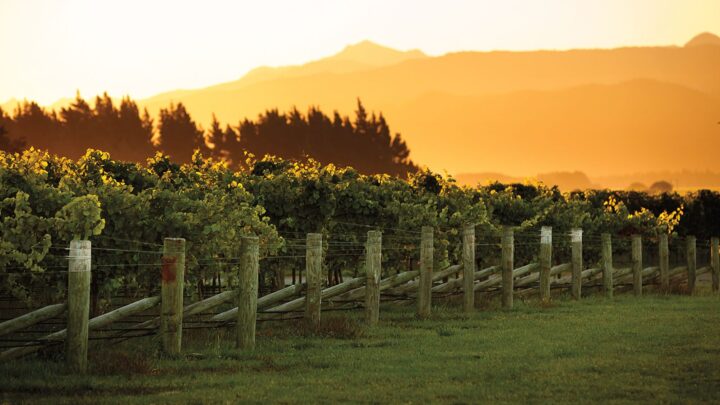 Wines from New Zealand, particularly Marlborough Sauvignon Blanc, remain a bright spot in the imported wine segment. New Zealand wine volume rose 7% to just under 7 million cases in 2025, led by Whitehaven (vineyard above) at 1 million cases.
