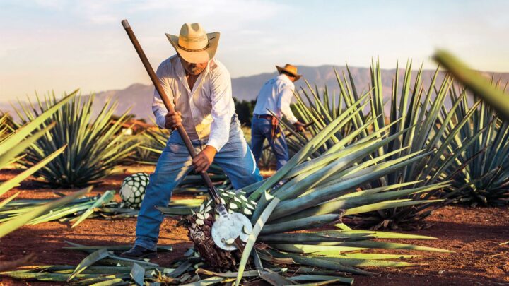 Tequila is becoming some customers’ spirit of choice both off- and on-premise, moving far beyond the Margarita or shot occasion.Ranging from No.-1 Jose Cuervo (agave harvest pictured) to small labels like Leyenda 1925, Tequila brands are innovating to meet consumer demand.