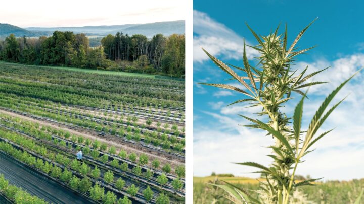 Cannabis drinks have benefited from huge growth over the last year, topping $1.4 billion in sales and adding nearly 1 million more case depletions (Ayrloom’s cannabis fields and plants pictured).