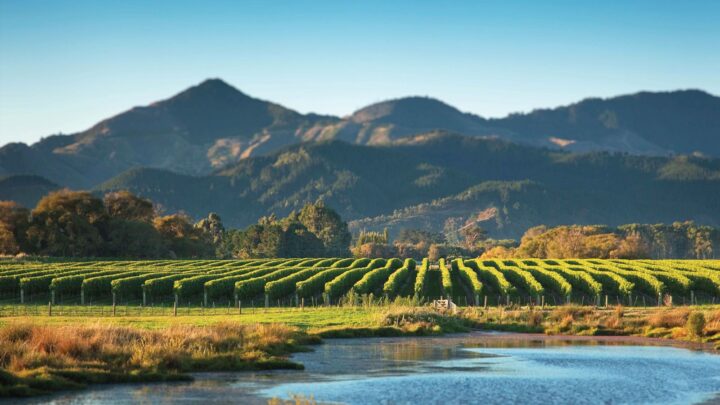 Kim Crawford (Marlborough vineyard pictured) remains one of the wine industry’s top imported brands, having dipped just 0.4% in 2025. Following Constellation’s recent divestitures, Kim Crawford is looking to receive heightened attention from the company.