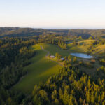 Hillside vineyard surrounding by forest