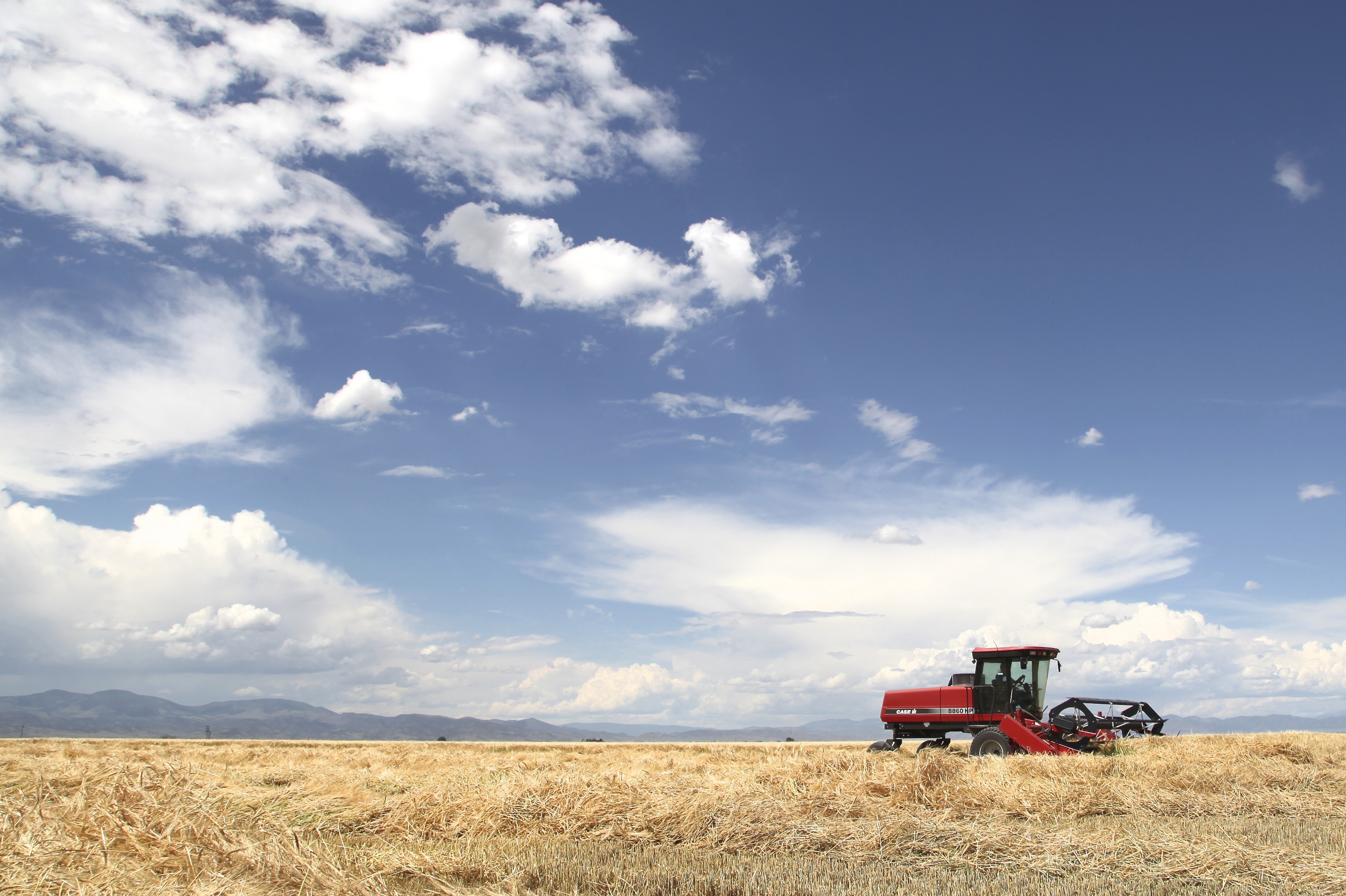 Why—and How—Barley Matters in Whisky