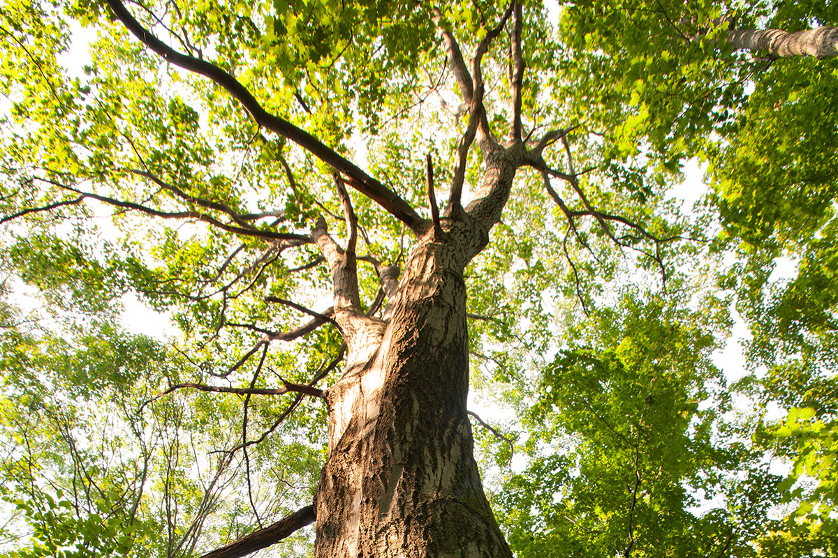 Why And How Oak Matters In Whisky