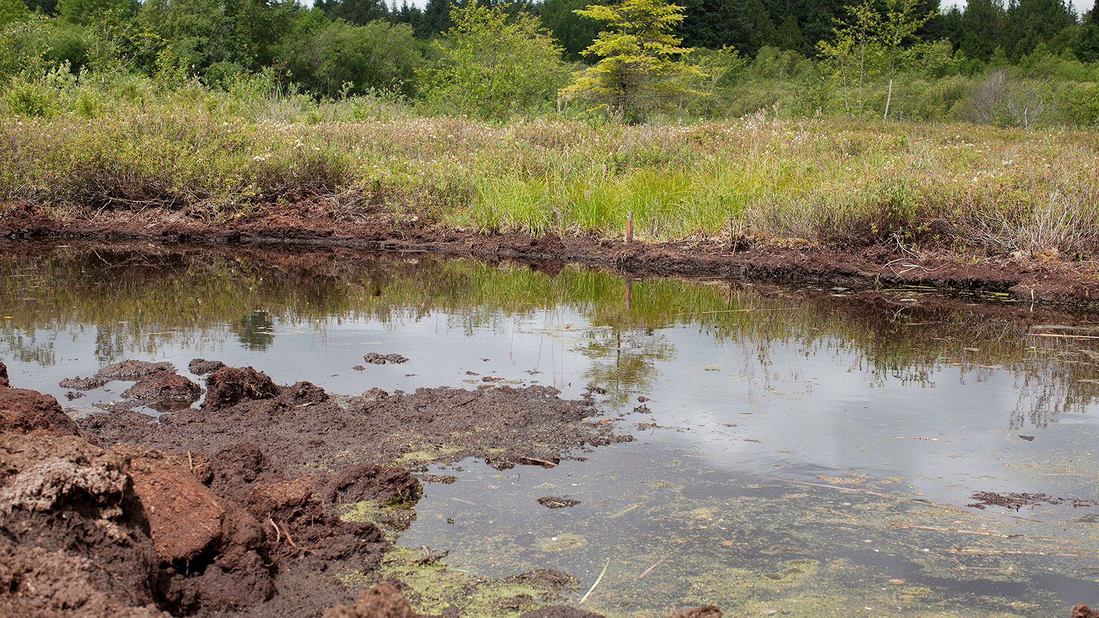 How One Craft Distiller Is Making Single Malt With American Peat