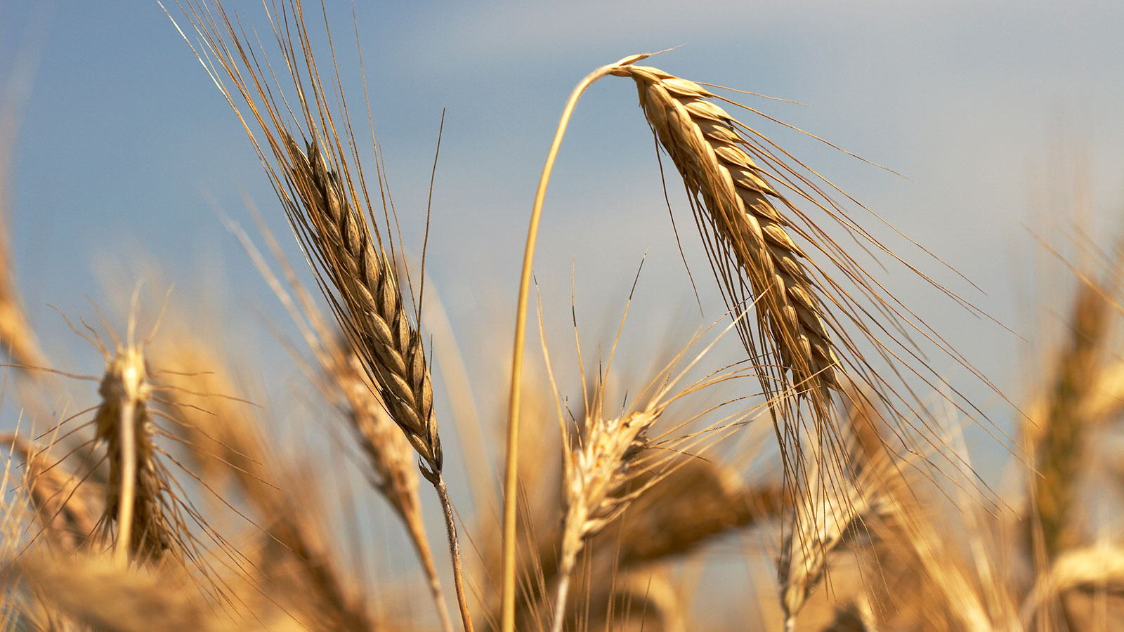 What is Old Monongahela Rye?