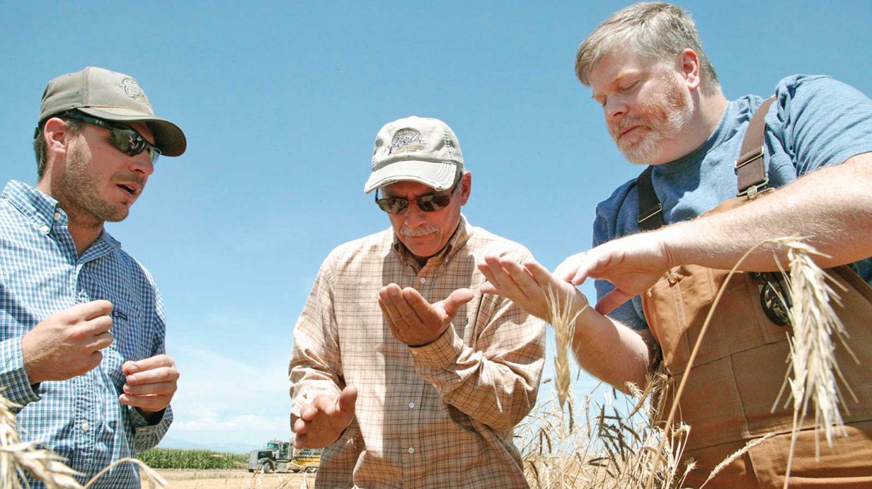 Todd Leopold, distiller and co-founder at Leopold Bros. in Denver, inspects rye with farmers in a field under blue skies at Schlagel Farms.