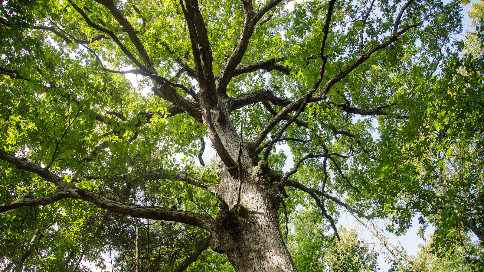 Maker's Mark and the University of Kentucky Are Mapping the Genome of White Oak