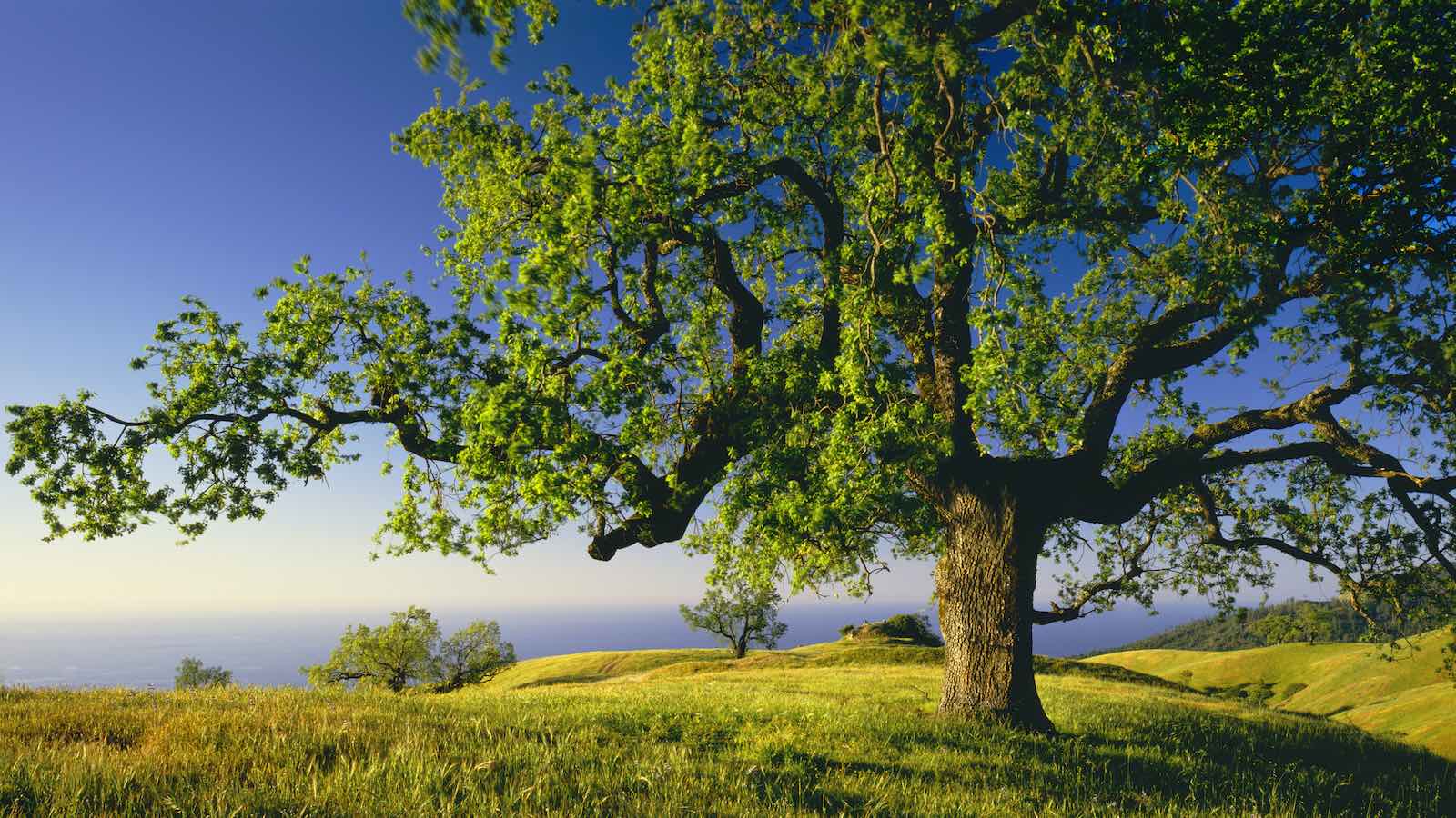 White Oak 101: Inside the Essential Whiskey Resource