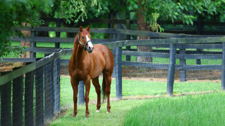 chestnut brown horse standing in paddock.